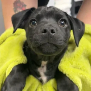 Donate to the Monroeville Animal Shelter